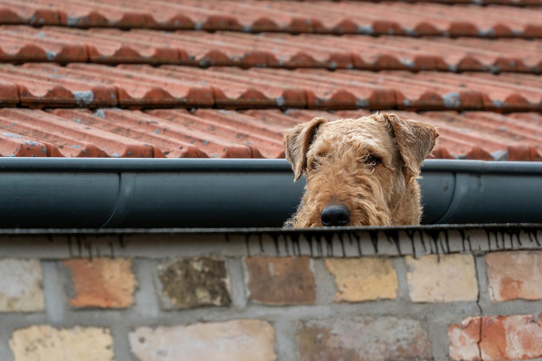 Gutters Cleaning How Often: A Homeowner's Efficiency Guide